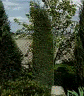 Можжевельник обыкновенный Хиберника
 Juniperus communis 'Hibernica'